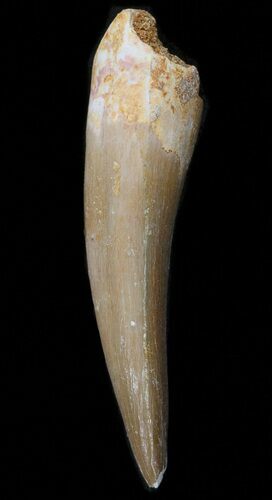 Fossil Plesiosaur Tooth - Morocco #39803